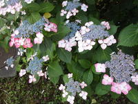 紫陽花１