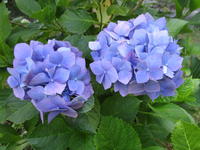 紫陽花３